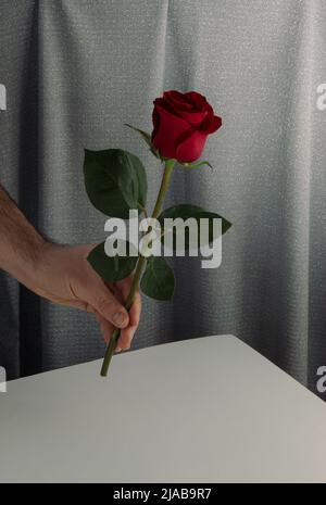 Komposition zum Valentinstag. Der Mensch schenkt schöne rote Rosenblüte. Grauer Vorhang im Hintergrund. Alles gute zum Frauentag. Stockfoto