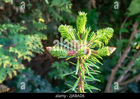 Neue Jungtriebe an der Spitze einer Nordmann-Tanne (Abies nordmanniana) Stockfoto