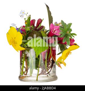 Bouquet von wilden Blumen auf weißem Hintergrund, isoliert. Bach-Therapiekonzept. Stockfoto