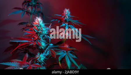Hintergrund zu Cannabis. Marihuana-Pflanzen bei farbigem rotem Licht auf dunklem Hintergrund. Langes Cannabis-Banner mit blühenden weiblichen Pflanzen. Schöne Medizin Stockfoto
