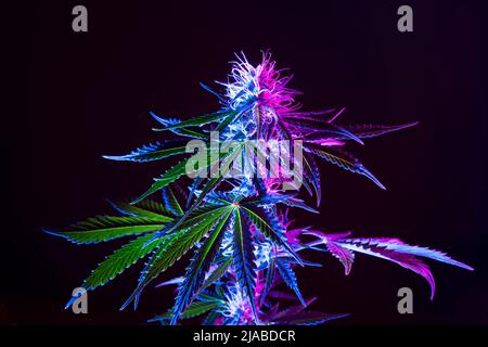 Lila Cannabispflanze Hintergrund. Medizinische Marihuana Blume in Neonlicht auf schwarzem Hintergrund. Modernes Aussehen von Marihuana Hanf in der Landwirtschaft. Stockfoto
