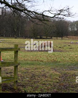 Hirsch hat Hunger Stockfoto