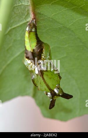 White Admiral Butterfly Pupa (Chrysalid), Ryton Woods, Warwickshire, Großbritannien. Imitiert ein verschnaufeltes Geißblatt, das mit Tau, Grün, Braun und Silber beladen ist. Stockfoto