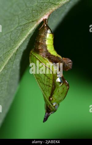 White Admiral Butterfly Pupa (Chrysalid), Ryton Woods, Warwickshire, Großbritannien. Imitiert ein verschnaufeltes Geißblatt, das mit Tau, Grün, Braun und Silber beladen ist. Stockfoto