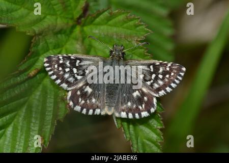 Grizzled Skipper Butterfly, Pyrgus Malvae, Großbritannien Stockfoto