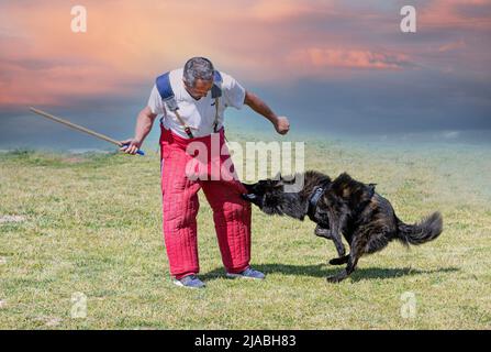 Junge langhaarige holländische Schäferhund Ausbildung in der Natur für Sicherheit Stockfoto