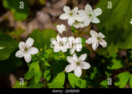 Rue Anemone, Thalictrum thalictroides, blüht in Trillium Ravine Preserve, einem Naturschutzgebiet der Michigan Nature Association, USA Stockfoto