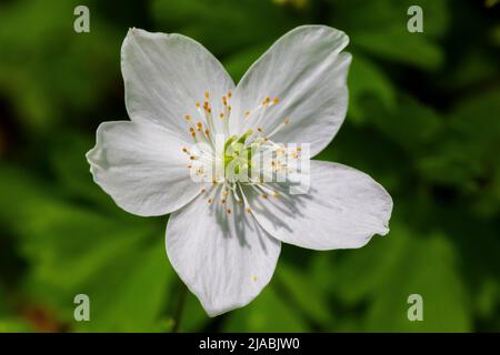 Rue Anemone, Thalictrum thalictroides, blüht in Trillium Ravine Preserve, einem Naturschutzgebiet der Michigan Nature Association, USA Stockfoto