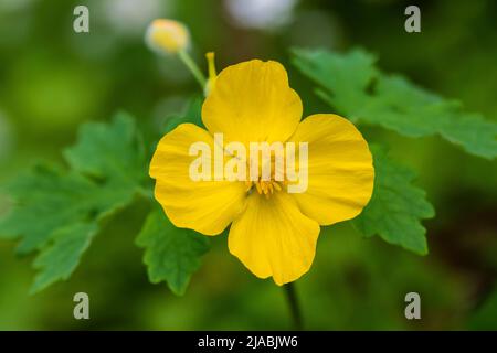 Celandine Poppy, Stylophorum diphyllum, blüht in Trillium Ravine Preserve, einem Naturschutzgebiet der Michigan Nature Association, USA Stockfoto