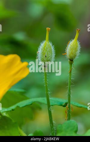 Celandine Poppy, Stylophorum diphyllum, blüht in Trillium Ravine Preserve, einem Naturschutzgebiet der Michigan Nature Association, USA Stockfoto