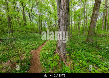 Sie wandern durch Trillium Ravine Preserve, ein Naturschutzgebiet der Michigan Nature Association, USA Stockfoto