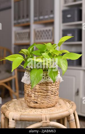 Neongrün 'Epipremnum Aureum Lemon Lime' Zimmerpflanze in Korb Blumentopf auf Tisch im Wohnzimmer Stockfoto