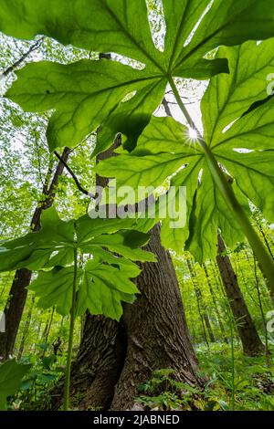Mayapple, Podophyllum peltatum, Blätter im Trillium Ravine Preserve, einem Naturschutzgebiet der Michigan Nature Association, USA Stockfoto