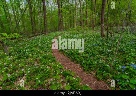 Sie wandern durch Trillium Ravine Preserve, ein Naturschutzgebiet der Michigan Nature Association, USA Stockfoto