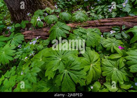 Mayapple, Podophyllum peltatum, Blätter im Trillium Ravine Preserve, einem Naturschutzgebiet der Michigan Nature Association, USA Stockfoto