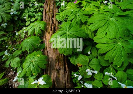 Mayapple, Podophyllum peltatum, Blätter im Trillium Ravine Preserve, einem Naturschutzgebiet der Michigan Nature Association, USA Stockfoto