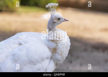 Porträt eines großen weißen Vogels. Der Pfau hat eine weiße Krone. Stockfoto