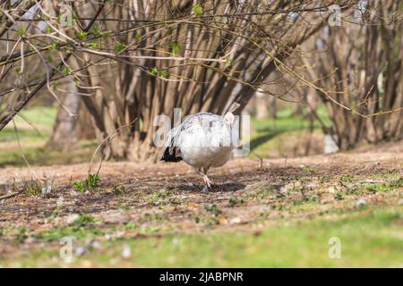 Porträt eines großen weißen Vogels. Der Pfau hat eine weiße Krone. Stockfoto