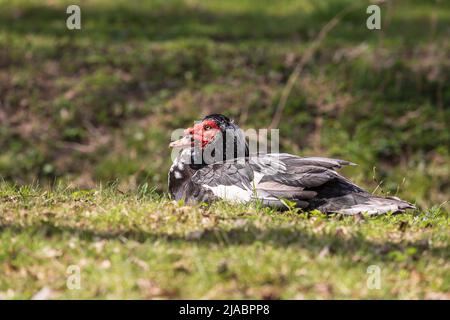 Schwarz-weiße Ente mit roten Einfassung. Die Ente steht auf einem grünen Feld. Stockfoto