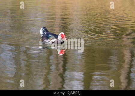 Schwarz-weiße Ente mit roten Einfassung. Die Ente schwimmt auf dem Wasser. Stockfoto