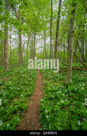 Sie wandern durch Trillium Ravine Preserve, ein Naturschutzgebiet der Michigan Nature Association, USA Stockfoto