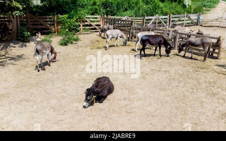 Eselfarm. Luftdrohnen-Rundflug über viele Esel, die auf der Eselsfarm im Korral stehen und liegen. Haustiere auf dem Land im Dorf. Viehherde und Nutztiere grasen im Sommer Paddock Stockfoto