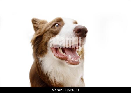 Porträt glücklich lächelnd Grenze Collie Hund. Isoliert auf weißem Hintergrund Stockfoto