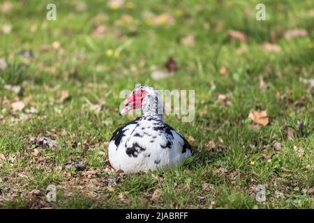 Schwarz-weiße Ente mit roten Einfassung. Die Ente steht auf einem grünen Feld. Stockfoto