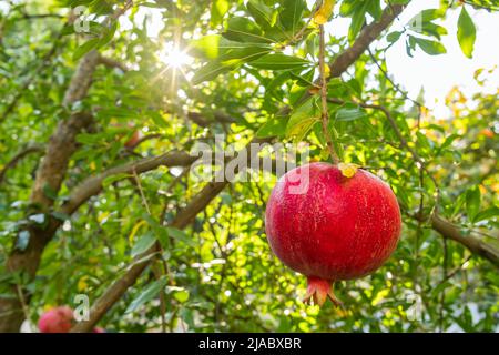 Reifer Granatapfel Obst auf einem Ast Stockfoto