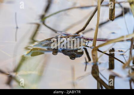 Ein großer grüner Frosch in seinem natürlichen Lebensraum. Amphibien im Wasser. Schöner Krötenfrosch. Stockfoto