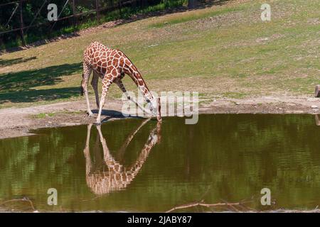 Junge Giraffe ist in der Nähe des Wassers und Getränke. Es gibt eine Reflexion im Wasser. Stockfoto