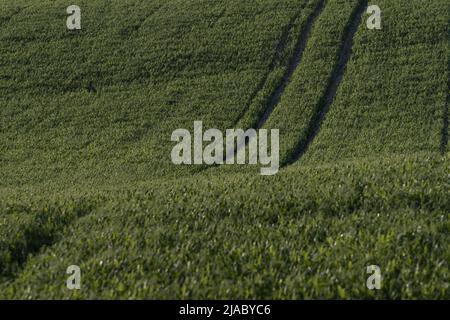 Traktorreifen fahren bei Sonnenuntergang auf einem frisch gesät grünen Feld Stockfoto