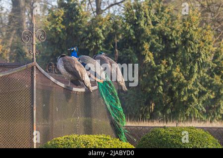 Pfau und zwei Pfauen sitzen auf einem Zaun in einem schönen Garten. Stockfoto