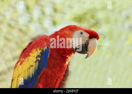 Farbenfroher Papagei Rhynchopsitta auf grünem Hintergrund. Stockfoto