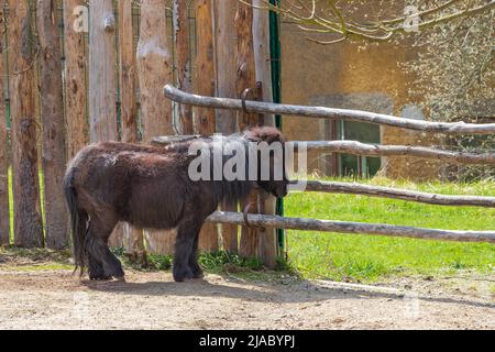 Ein kleines braunes und schwarzes Pony steht in einem Corral Stockfoto