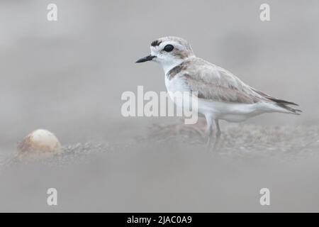 Eine verschneite Westpfeifer (Charadrius nivosus), eine bedrohte Vogelart am Strand in Point Reyes National Seashore in Kalifornien. Stockfoto