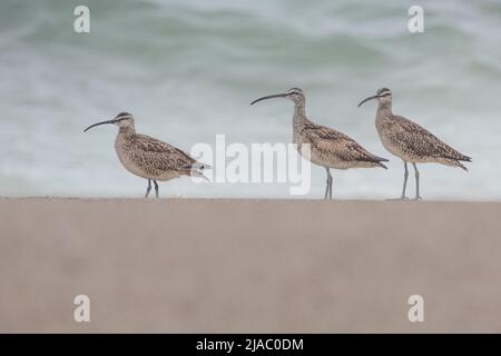 Ein Schwarm amerikanischer Whimbrel (Numenius phaeopus hudsonicus) am Strand in der Nähe des Pazifischen Ozeans in Point Reyes National Seashore, Kalifornien, USA. Stockfoto