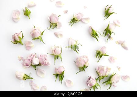 Rahmen aus Rosen und Blütenblättern auf weißem Hintergrund. Flach liegend. Stockfoto