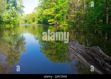 Gefallener Baumstamm und seine Spiegelung in einem kleinen Teich in Colonial Park Gardens, New Jersey, an einem klaren, sonnigen Tag -01 Stockfoto