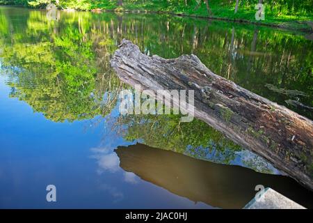 Gefallener Baumstamm und seine Spiegelung in einem kleinen Teich in Colonial Park Gardens, New Jersey, an einem klaren, sonnigen Tag -02 Stockfoto