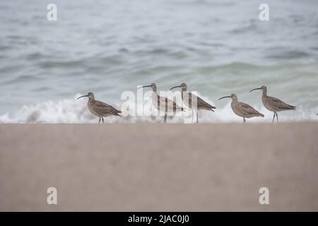 Ein Schwarm amerikanischer Whimbrel (Numenius phaeopus hudsonicus) am Strand in der Nähe des Pazifischen Ozeans in Point Reyes National Seashore, Kalifornien, USA. Stockfoto