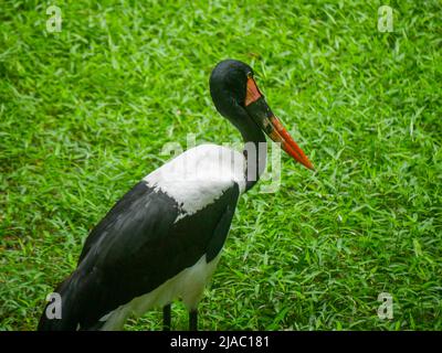 Der Sattelschnabel-Storch oder Sattelschnabel (Ephippiorhynchus senegalensis) ist ein großer watender Vogel in der Storchfamilie, der im Park herumläuft Stockfoto