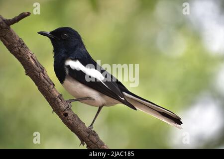 Oriental Magpie-Robin Copsychus sauaris sitzt auf dem JNU Campus auf einem Baum Stockfoto