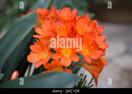 Schöne Blumen von clivia oder Buschlilie. Leuchtendes Orange. Madrid, Spanien Stockfoto