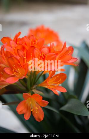 Vertikale Aufnahme. Nahaufnahme einer blühenden clivia oder Buschlilie. Madrid, Spanien Stockfoto