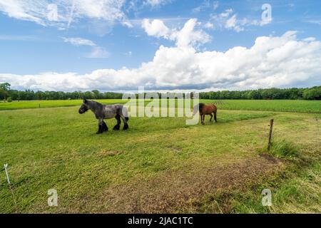 Zwei Pferde auf einem landwirtschaftlichen Feld im Gebiet von Kinrooi, Belgien nahe der niederländischen Grenze Stockfoto