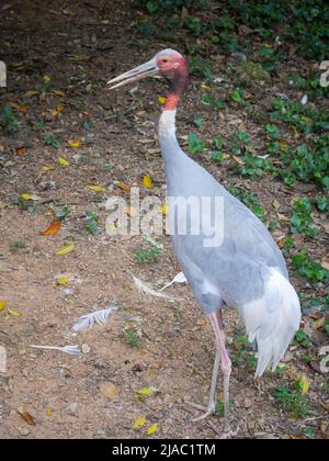 Der Sarus-Kran (Antigone antigone) ist ein großer, nicht wandernder Kran, der in Teilen des indischen Subkontinents, Südostasiens und Australiens im Park unterwegs ist Stockfoto