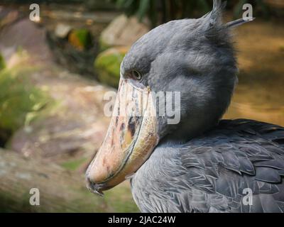 Der Schuhabfisch (Balaeniceps rex), auch bekannt als Walkopf-, Walkopfstorch- oder Schuhablatstorch, ist ein sehr großer storchähnlicher Vogel, der im Park steht Stockfoto