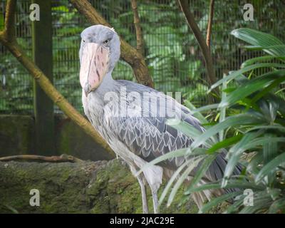 Der Schuhabfisch (Balaeniceps rex), auch bekannt als Walkopf-, Walkopfstorch- oder Schuhablatstorch, ist ein sehr großer storchähnlicher Vogel, der im Park steht Stockfoto