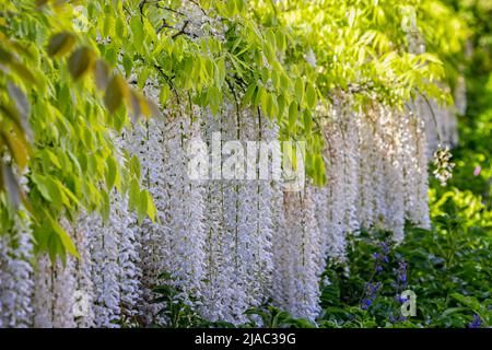 Eine Reihe von wunderschönen weißen Glyzinien-Blumen, die über die Wand hinabstürzen - aus nächster Nähe Stockfoto